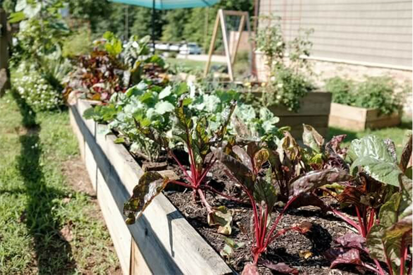 Top most Vegetable Gardening Mistakes