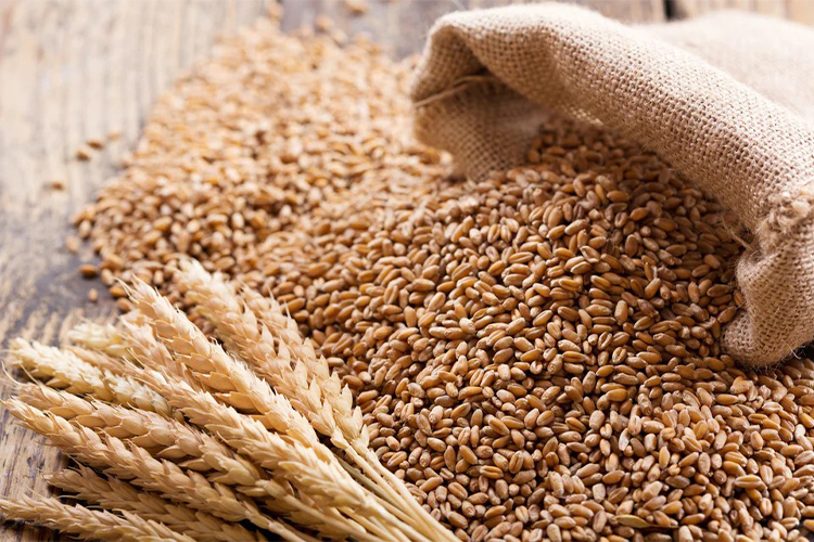 Why are grains the hardest foods to digest