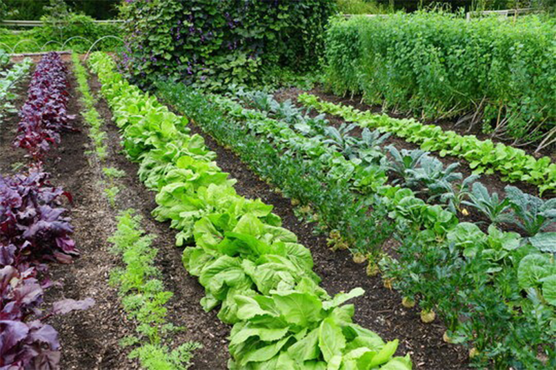 Top most Vegetable Gardening Mistakes