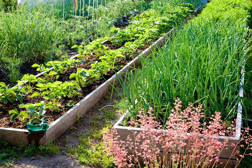 Several Ways to Style Your Vegetable Garden