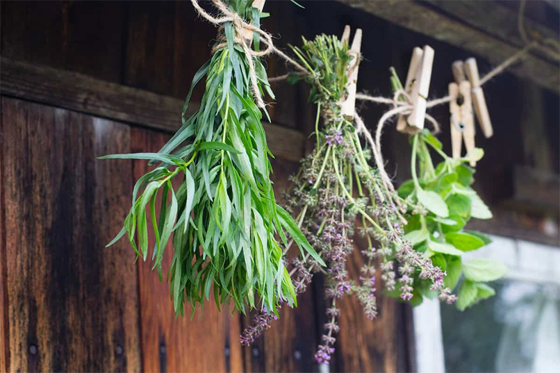 THE BEST HARVESTING AND DRYING HERBS