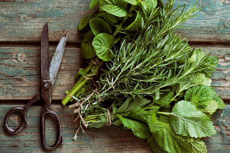 THE BEST HARVESTING AND DRYING HERBS