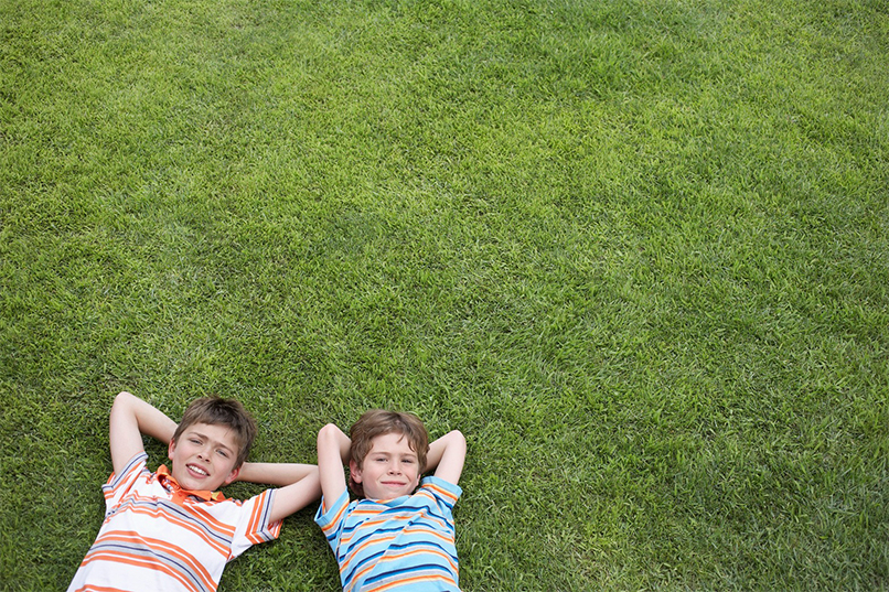 The Best Grass for Lawns