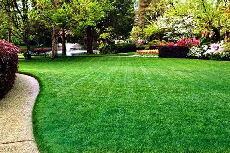 The Best Grass for Lawns