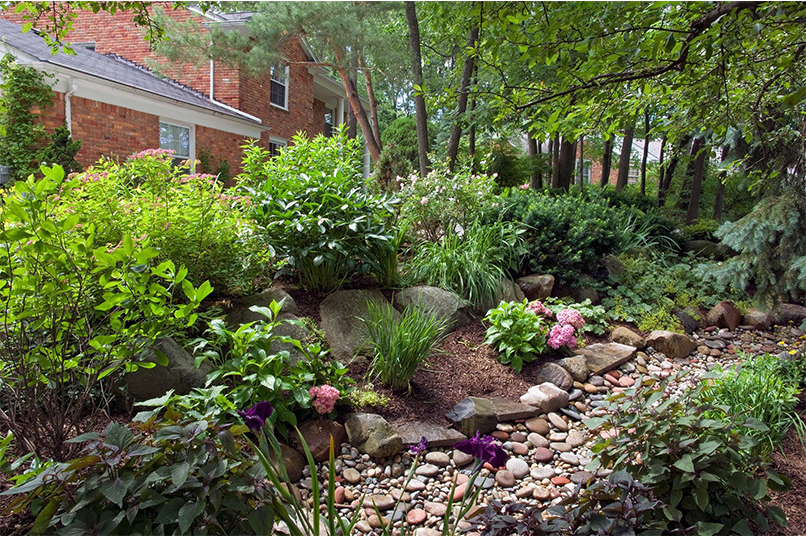 The Best Trees for Rain Gardens