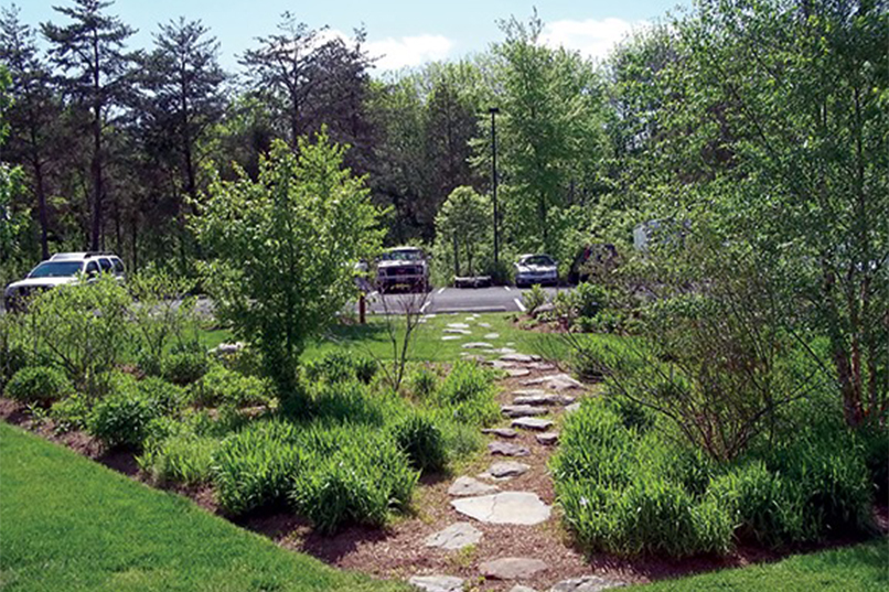 The Best Trees for Rain Gardens