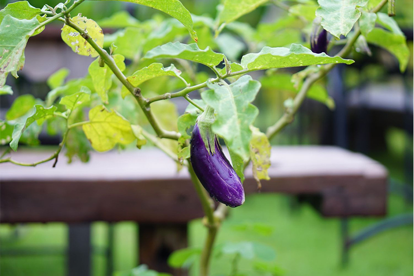 Tips for Growing Eggplant Indoors