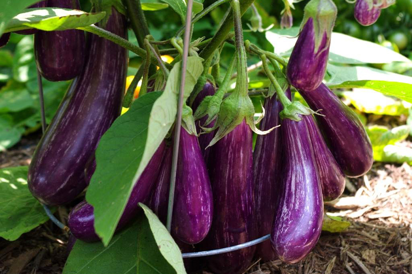 Tips for Growing Eggplant Indoors