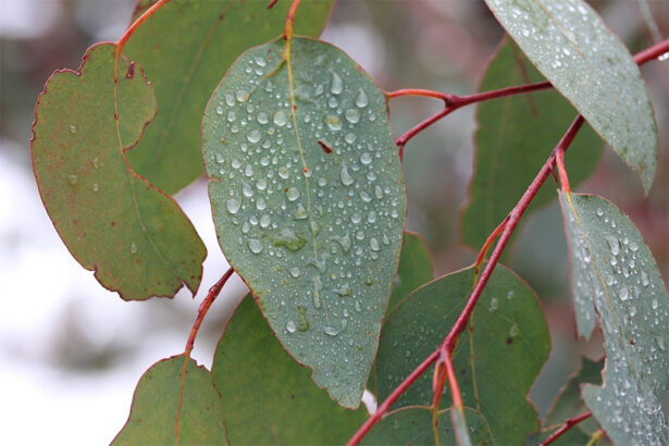 The Best Trees for Rain Gardens