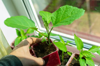 Tips for Growing Eggplant Indoors