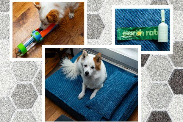 Dog Accessories Worth Buying — For the Whole Pack