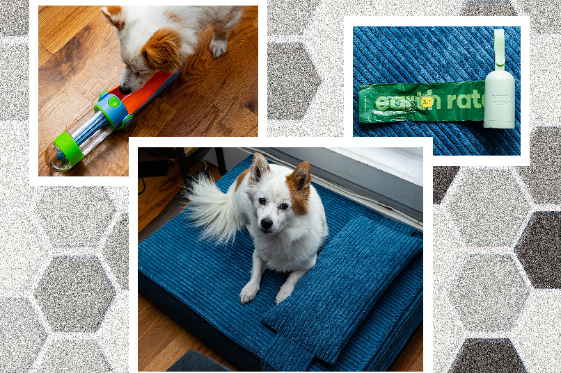 Dog Accessories Worth Buying — For the Whole Pack
