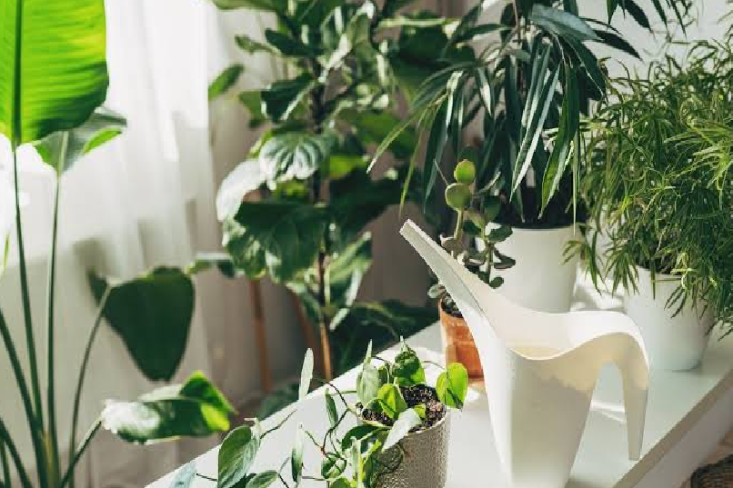 Plants for Home Worth Growing — The Ones That Actually Survive and Thrive
