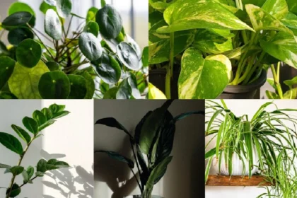 Indoor Plants Worth Buying — What Thrives And What Doesn't