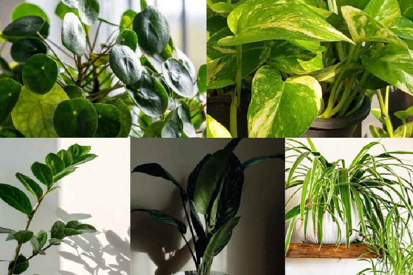 Indoor Plants Worth Buying — What Thrives And What Doesn't