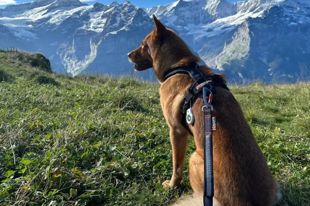 Dog-Friendly Travel Destinations — Where the Whole Pack Is Welcome